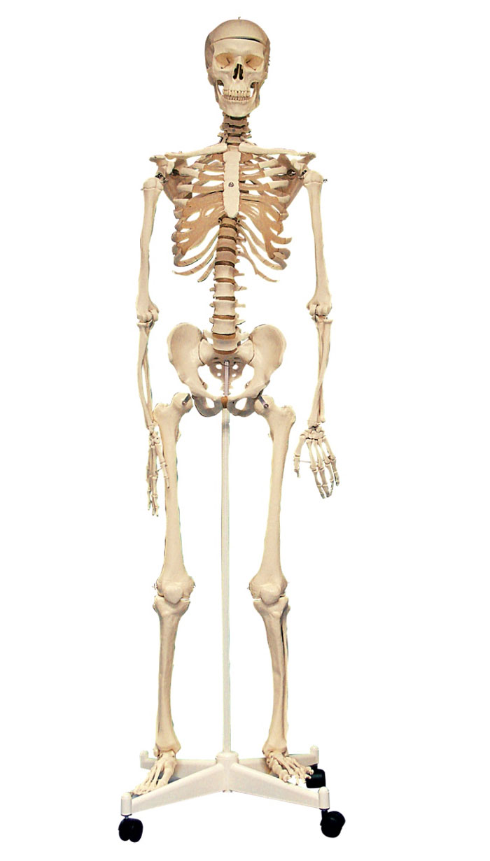 Life Size Skeleton - 63