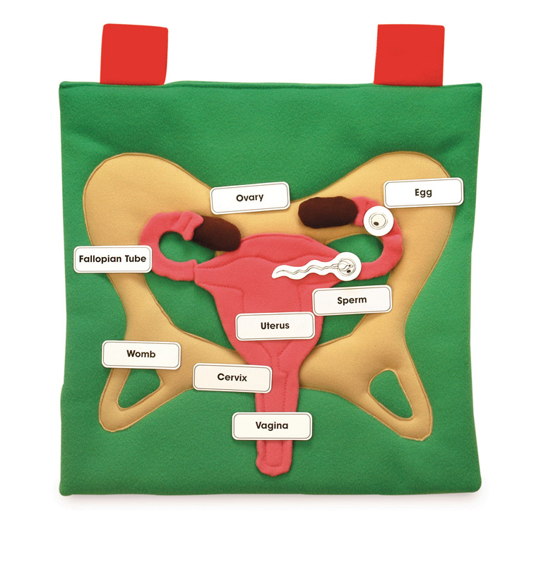 Female Reproductive Display Female Reproductive Display