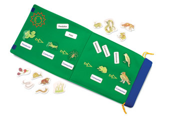 Foldout Food Chain