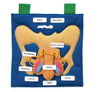 Male Reproductive Display
