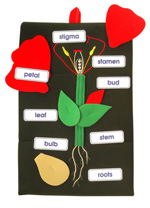Plant in a Pocket