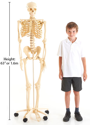 Life Size Skeleton - 63