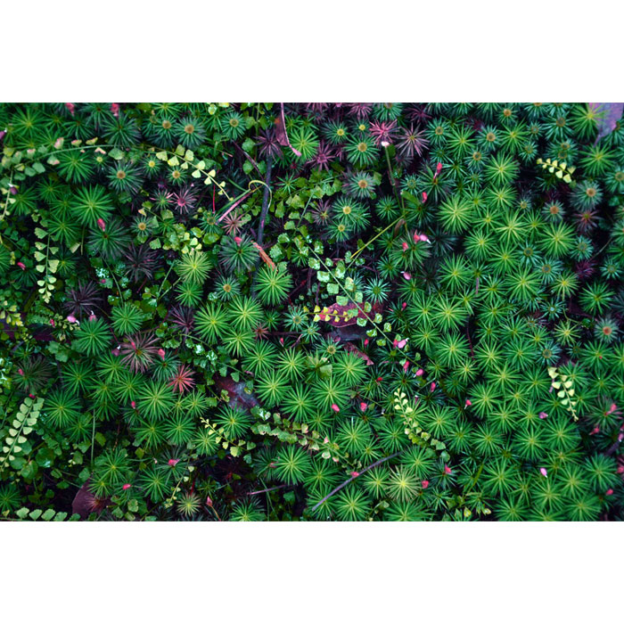 Forest Floor Playmat - 1.5m x 1m