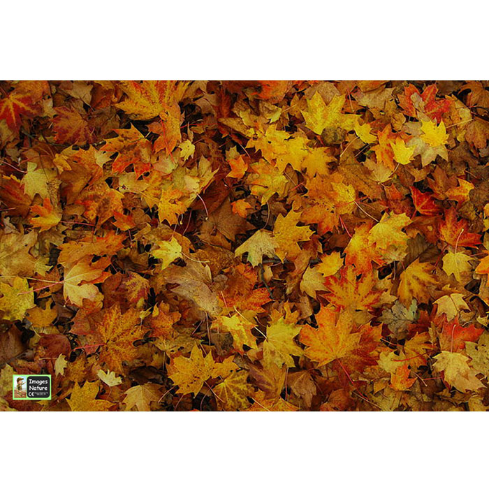 Leaves Playmat - 1.5m x 1m